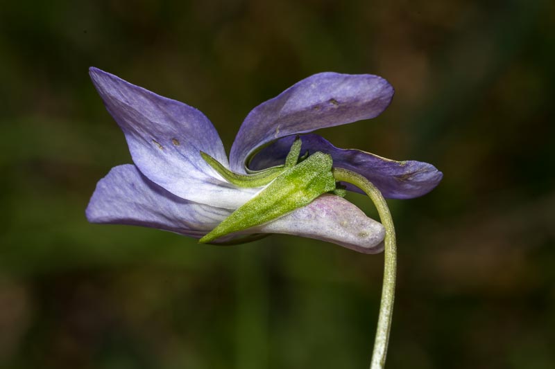 Viola in Appennino - Viola riviniana o V. canina?